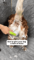 Pet Bath Brush for Dogs & Cats