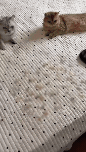 PET HAIR REMOVER GLOVES - REMOVE FUR IN SECOND