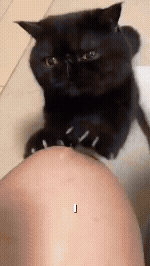 Magic Organ Cat Toy round Corrugated Scratching Post Board for Cats Grinding Claw Toys